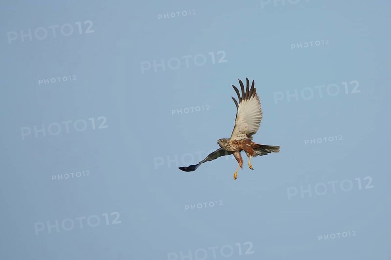 Male western marsh-harrier