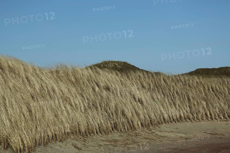 Planting of european marram grasses