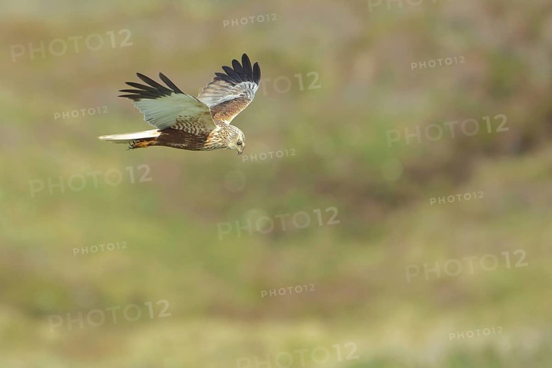 Male western marsh-harrier