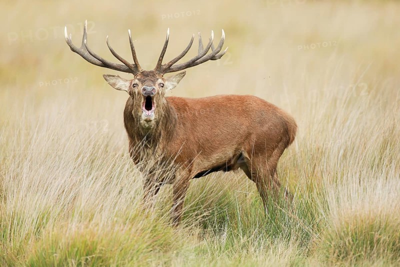 Red Deer