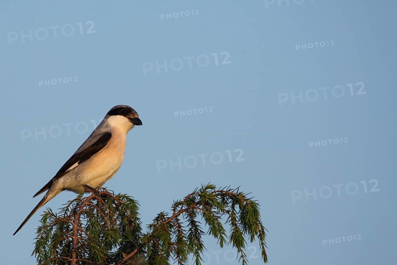 Lesser grey shrike