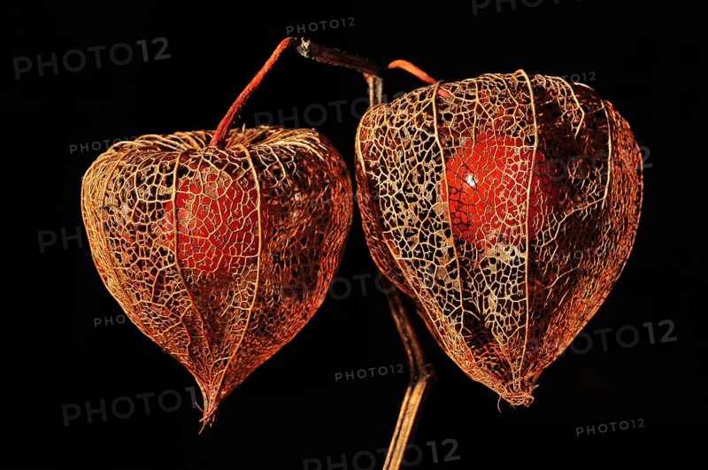 Cape gooseberry