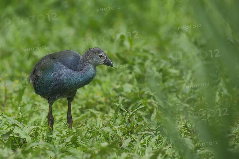 Juvenile grey-headed swamphen
