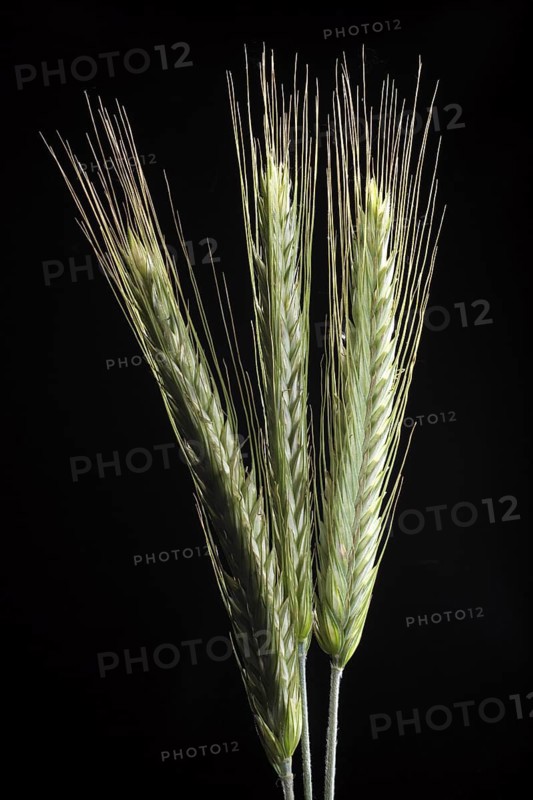 Rye