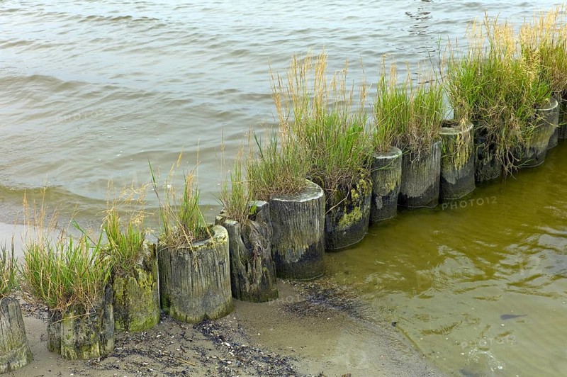 Ueckermuende Mecklenburg-Western Pomerania County Western Pomerania Greifswald with grass overgrown groyne on the beach of Ueckermuende Germany Europe