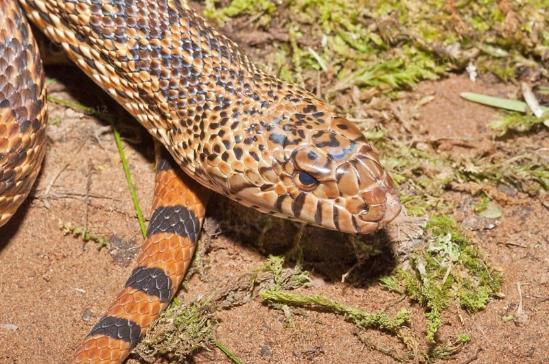 West Texas bull snake
