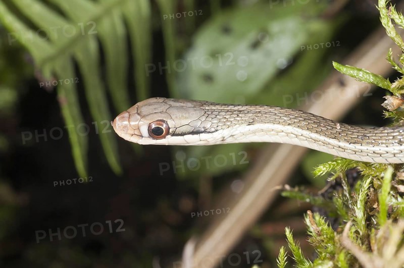 Peninsula ribbon snake