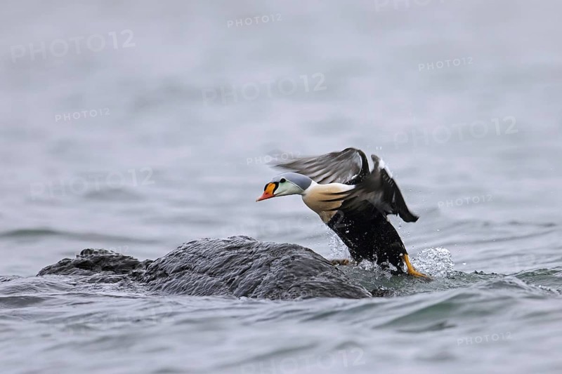 King eider