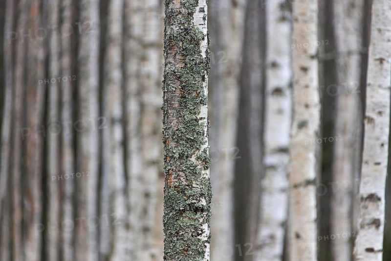 Silver birch