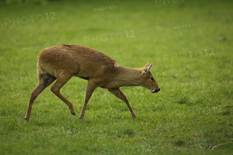 Chinese water deer
