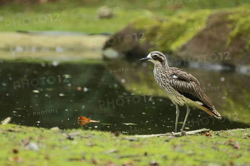 Inca Stone-Curlew
