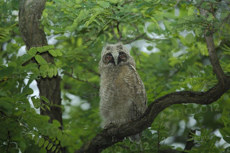 Young long-eared owl