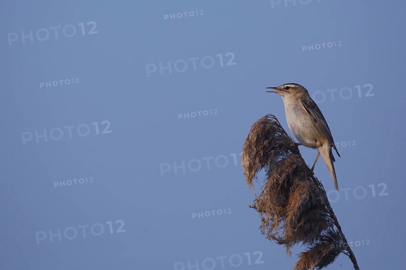 Sedge warbler