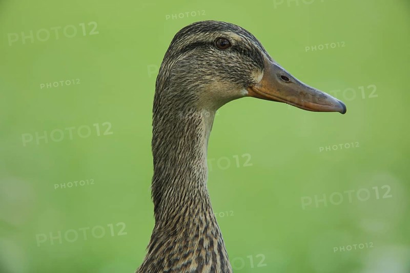 Mallard