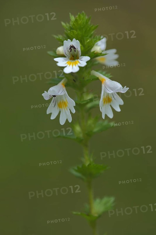 Common Eyebright