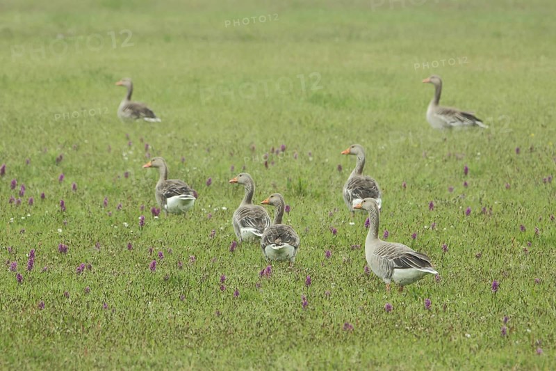 Group of greylag goose