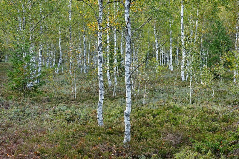 Birch forest and blueberry bushes in the high moor near Les Ponts-de-Martel