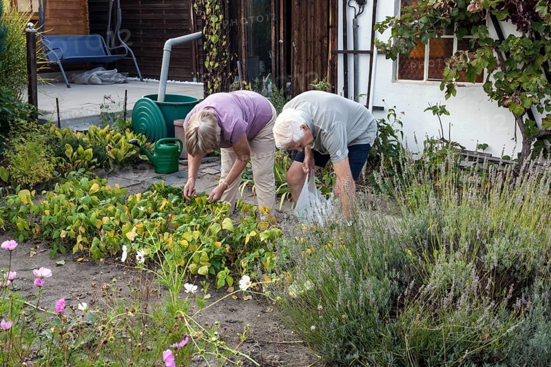 Retired couple in the allotment garden during the harvest