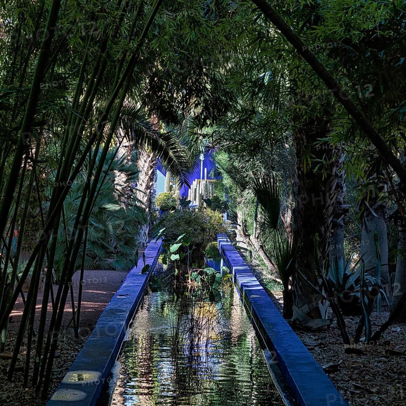 Blue canal with water plants leads through bamboo grove