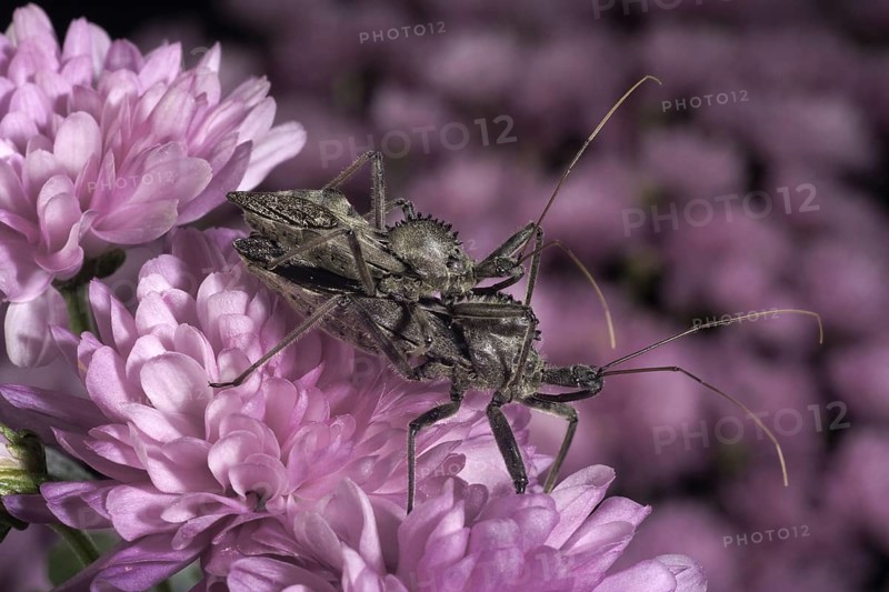 Mating Wheel Bugs
