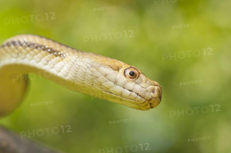 Yellow rat snake