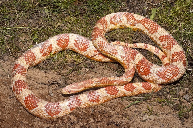 Female corn snake