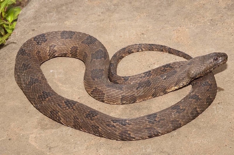 Brown water snake