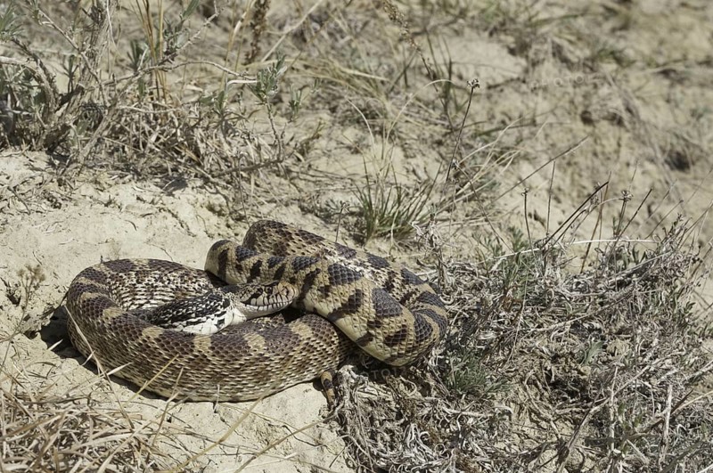 Bull snake