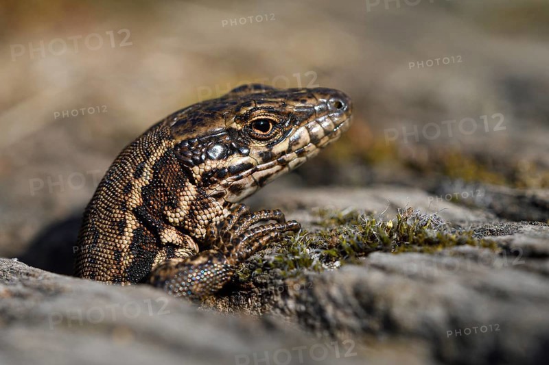 Common wall lizard