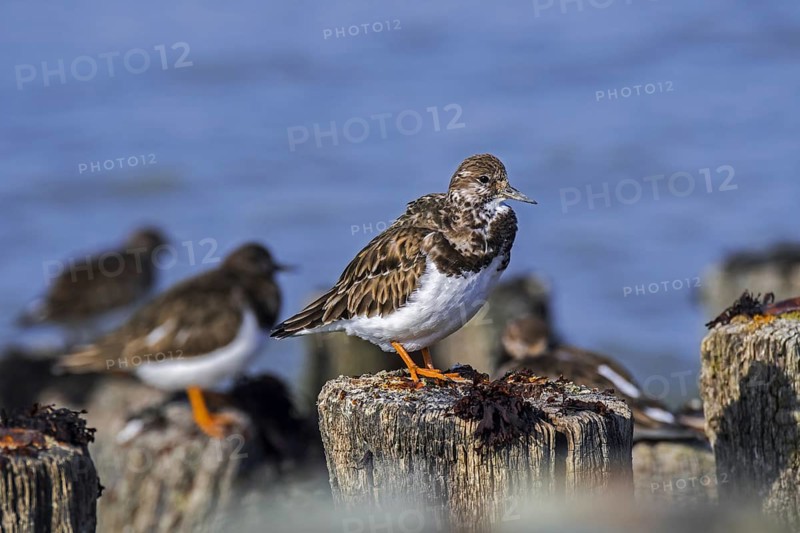 Ruddy turnstone