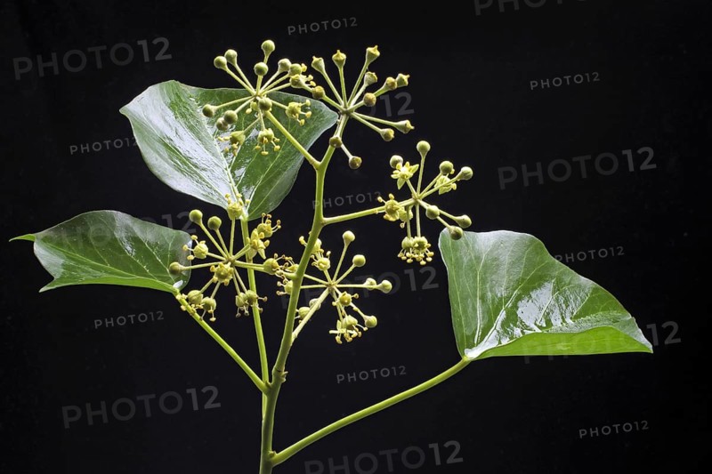 Common ivy