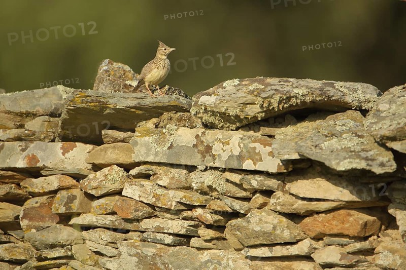 Eurasian skylark