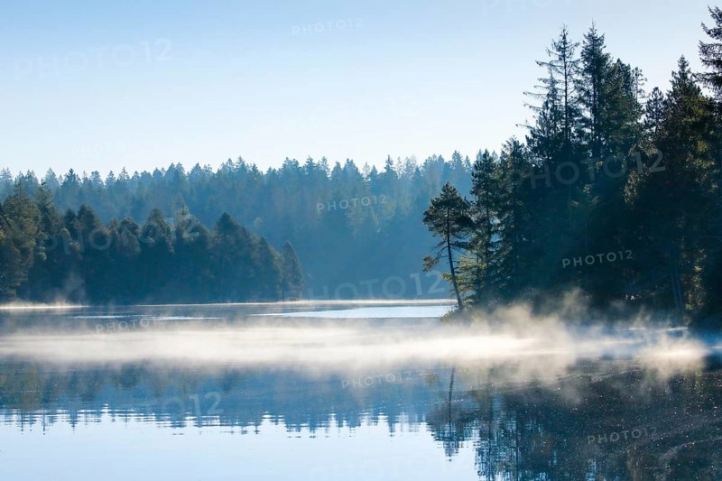 Pines and spruces line the shore of the mirror-smooth Etang de la Gruere moorland lake covered in mist in the canton of Jura