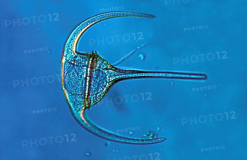 Marine Phytoplankton
