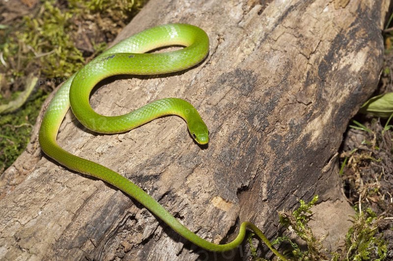 Smooth green snake