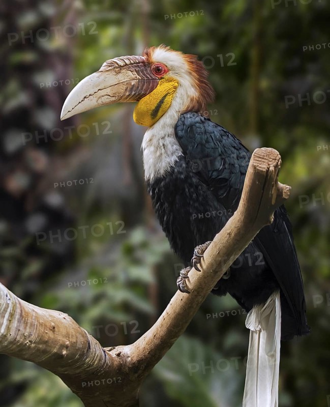 Wreathed hornbill