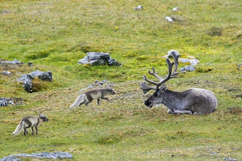 Two curious young Arctic foxes