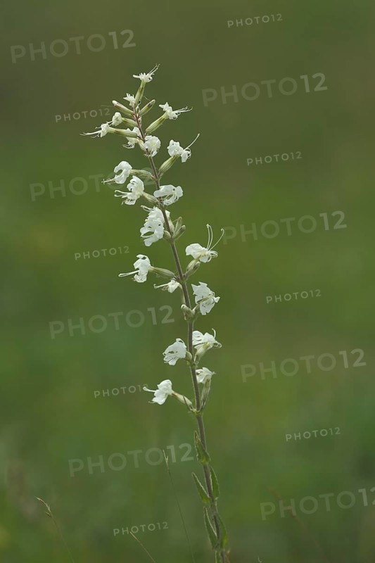 Sticky campion