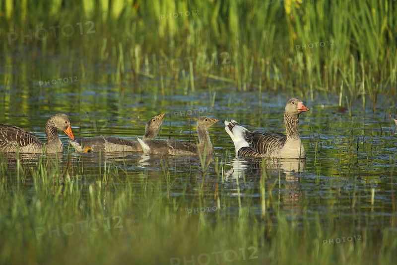 Greylag Goose