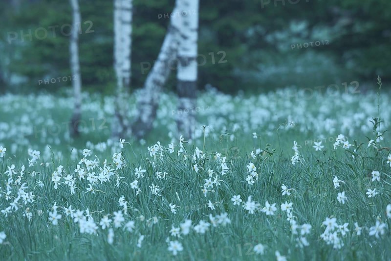 Flower meadow with poet's daffodil