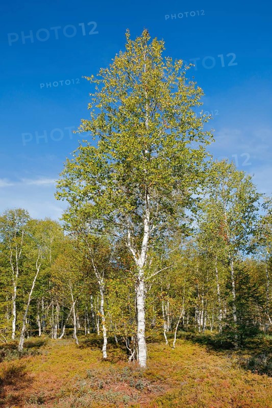Large birch trees in early autumn with sunshine and blue sky