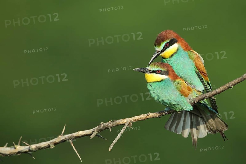 Copulation of european bee-eater