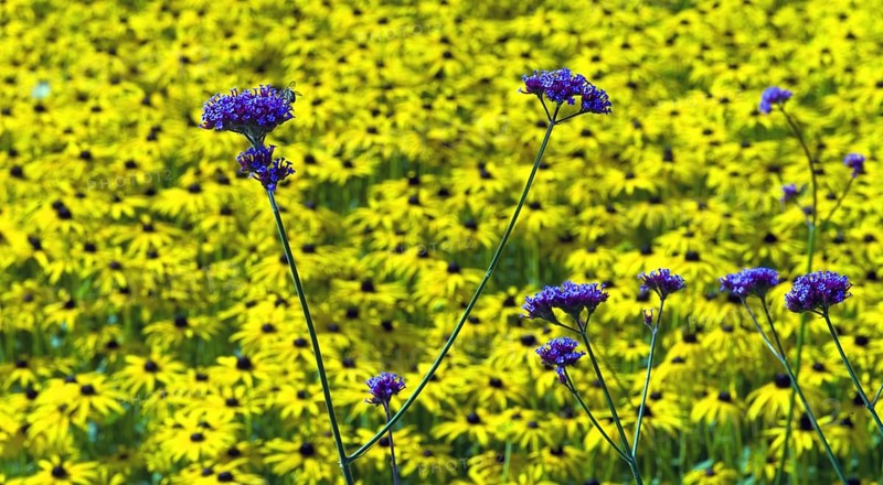 Common vervain
