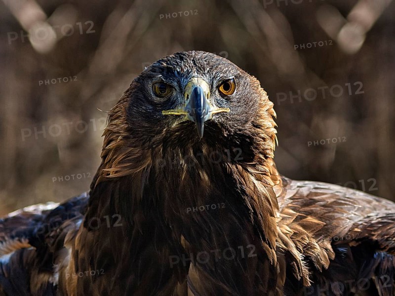 Golden eagle