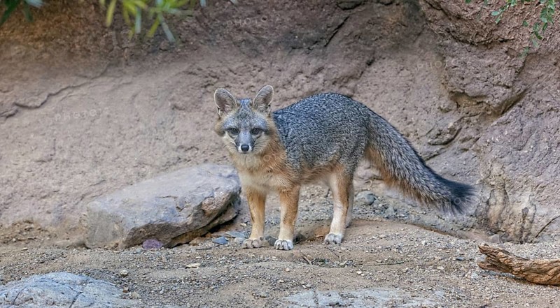 Gray Fox