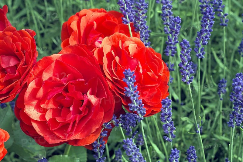 Bedding Rose Trumpeter Mc Gredy 1977 Lavender Flowers