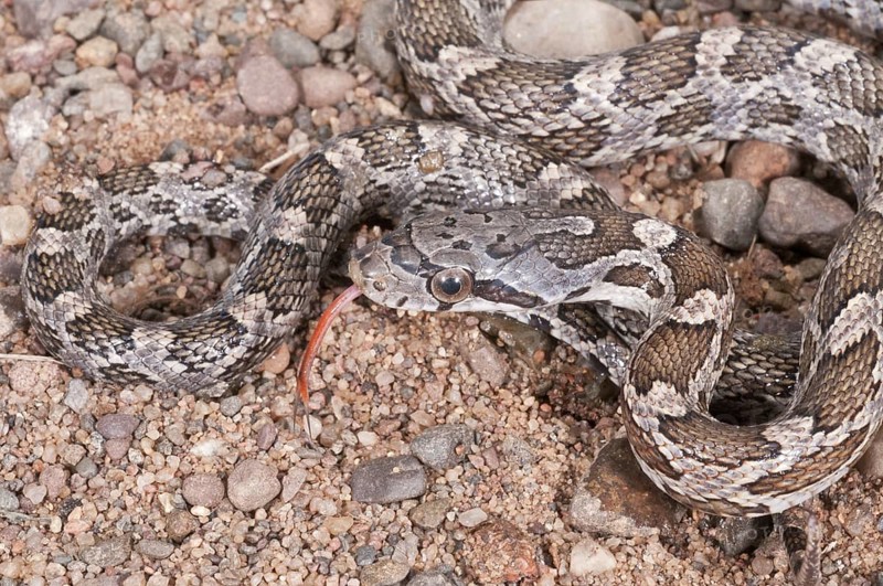 Texas rat snake