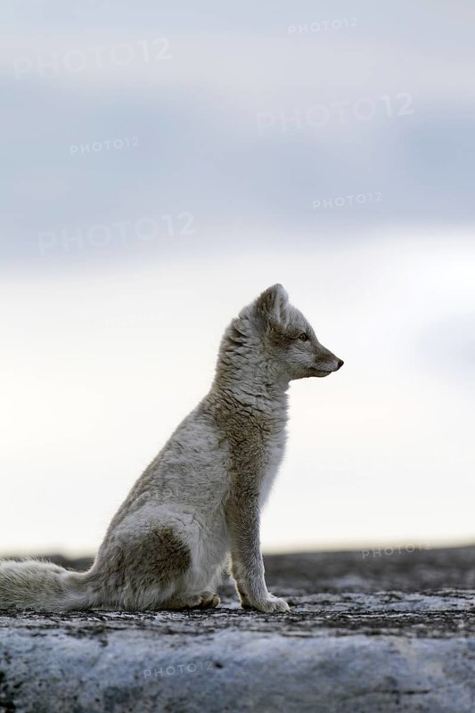 Arctic fox