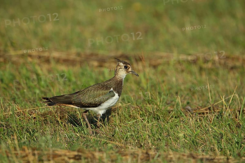 Northern lapwing