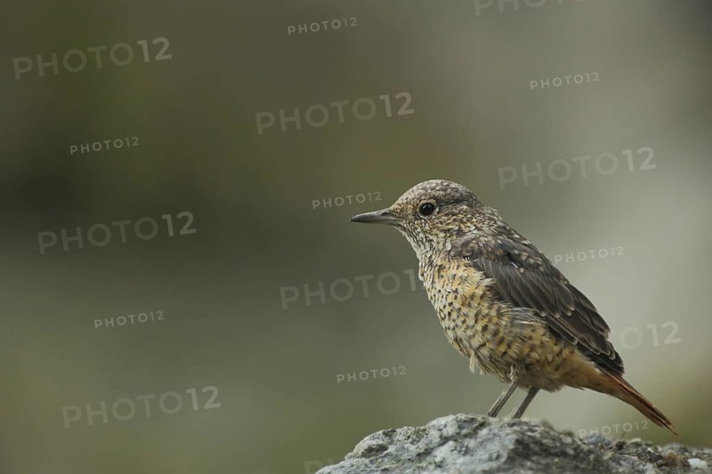 Common rock thrush